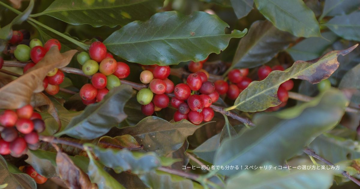 コーヒー初心者でも分かる！スペシャリティコーヒーの選び方と楽しみ方 